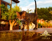 虎猫展示