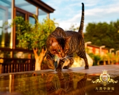 虎猫展示